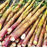 Chinese food pantry-BAMBOO SHOOTS