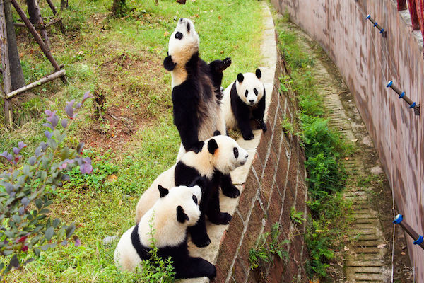 Private Chengdu Giant Pandas and Sanxingdui Museum of Bronzes Day Tour