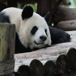 See Pandas and Stroll Along the Wide and Narrow Alley in Chengdu