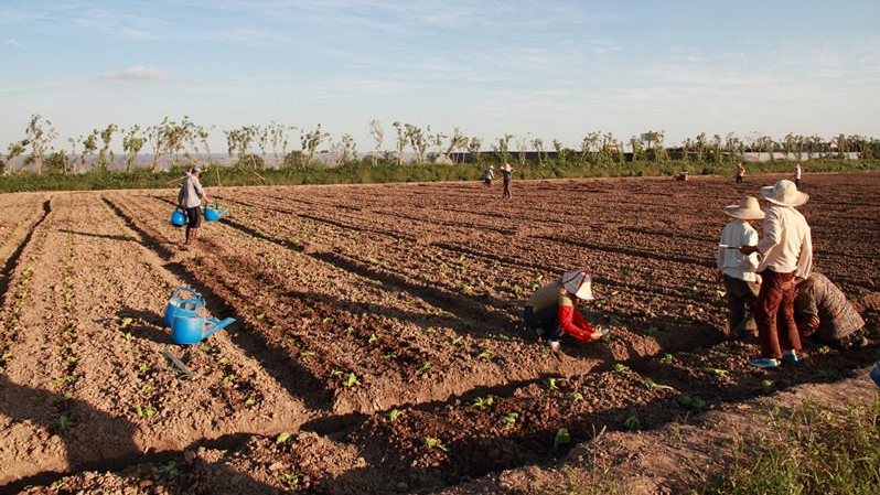 Mahota Farm